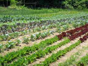 Organic farming