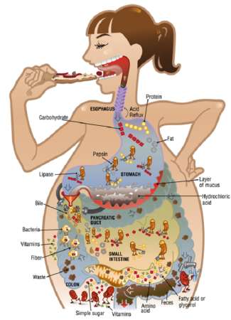 Food's Journey