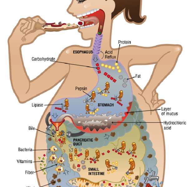 Food's Journey