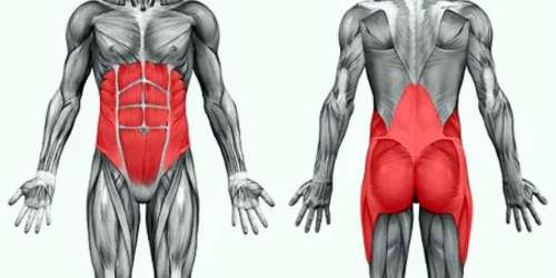 Muscles of the Core